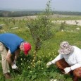 The organic plantation, named “Oasis – organic agriculture for solidarity between Arab and Israeli societies” is an innovative and unique project, established in December 2009. It turned 95 dunams (9.5 hectares) of uncultivated land in the Roha area of Wadi Ara into a modern organic olive grove.

