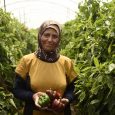 Karima from Kufr Qara in the pepper greenhouse. Photo Noa Kozak Karima Yahya, 53, is a mother of six and a grandmother. She has been involved in the project “Women […]