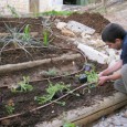 This past November, in the heat of a day's work in the community garden adjacent to the new WAC (Ma'an) office in Haifa, a curious neighbor asked us what the connection is between a worker's organization and a community garden. At the time, there were working in the garden volunteers accompanied by a professional gardener.