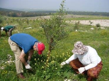 The organic plantation, named “Oasis – organic agriculture for solidarity between Arab and Israeli societies” is an innovative and unique project, established in December 2009. It turned 95 dunams (9.5 hectares) of uncultivated land in the Roha area of Wadi Ara into a modern organic olive grove.
