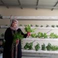 In a joint project conducted earlier this year, the Workers Advice Center WAC-MAAN and Sindyanna of Galilee trained a group of women from the village of Baqa al-Gharbiyye to grow […]